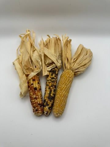 Indian Corn in Husk, Set of Three, Individual